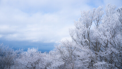 snow covered trees