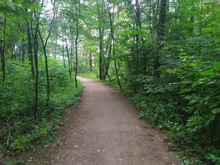 Fototapeta premium path in the forest
