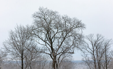 Fototapeta na wymiar White snow on the branches of a tree