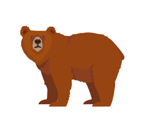 Brown or Grizzly bear. Vector illustration