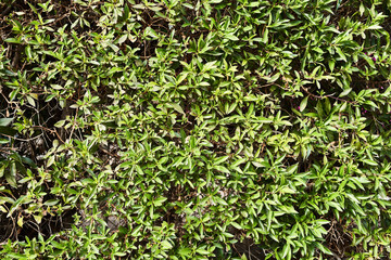  Green plant beautiful natural texture