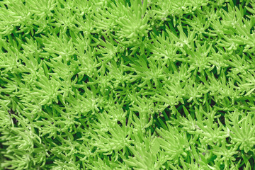 Close-up of light green succulent sedum leaves background texture.