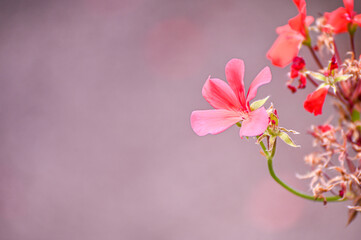 Beautiful summer pink flowers on a light pink background.