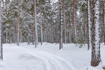 forest in winter in Southern Finland