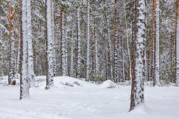 snow covered trees in Finland
