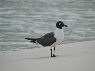 Fototapeta premium Seagull in front of gentle waves