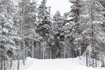 snow covered trees