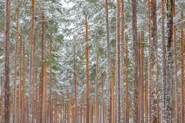 Fototapeta premium pine forest in winter