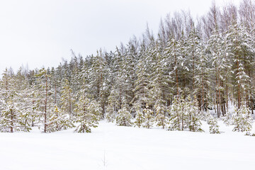 snow covered pine trees