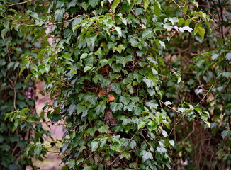 Efeu am Stamm einer Birke