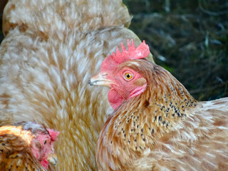 Orange chicken with bright red head