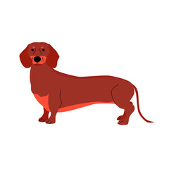Dachshund dog breed. vector flat illustration isolated on white background. Brown  dog