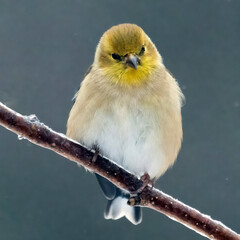 Yellow Finch on a branch