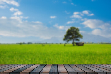 Green grassland blue grass on the farm Sky clouds cloudy backgrounds.
