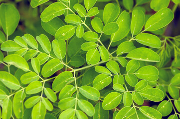 Kelor or Drumstick tree (Moringa oleifera) green leaves selected focus, with common names: horseradish tree, and ben oil tree or benzolive tree