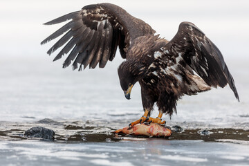 female White-tailed eagle (Haliaeetus albicilla) kills a trapped fish dragged out onto the ice