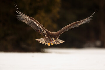 female White-tailed eagle (Haliaeetus albicilla) flaps its wings as it flies through the air