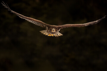 female White-tailed eagle (Haliaeetus albicilla) flies through the air, wings outstretched