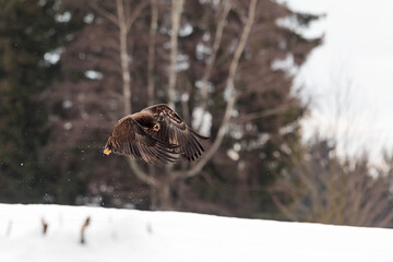 female White-tailed eagle (Haliaeetus albicilla) has just taken to the air and is screaming
