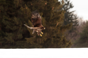 female White-tailed eagle (Haliaeetus albicilla) has just taken to the air