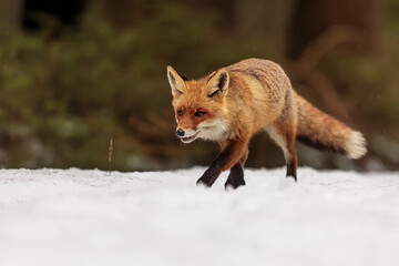 red fox (Vulpes vulpes) walking through the snow in the forest