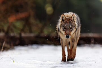 male Eurasian wolf (Canis lupus lupus) walking through the woods looking very dangerous - obrazy, fototapety, plakaty