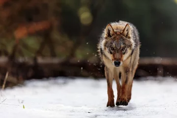 Foto op Canvas male Eurasian wolf (Canis lupus lupus) walking through the woods looking very dangerous © michal