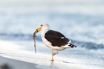 Eine Mantelmöwe fängt eine Flunder in der Ostsee, und nimmt diese aus. Kurz wird der Fang begutachtet und durch die Lüfte getragen um den Plattfisch dann zu vertilgen.