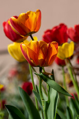 Bright red and yellow color country Darwin tulips in bloom, bouquet of springtime flowering plants in the ornamental garden