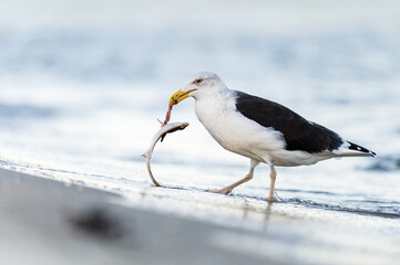 Eine Mantelmöwe fängt eine Flunder in der Ostsee, und nimmt diese aus. Kurz wird der Fang begutachtet und durch die Lüfte getragen um den Plattfisch dann zu vertilgen.