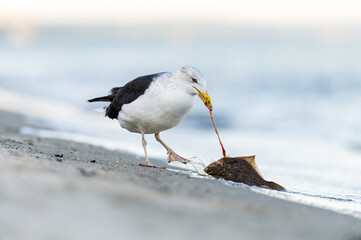 Eine Mantelmöwe fängt eine Flunder in der Ostsee, und nimmt diese aus. Kurz wird der Fang begutachtet und durch die Lüfte getragen um den Plattfisch dann zu vertilgen.