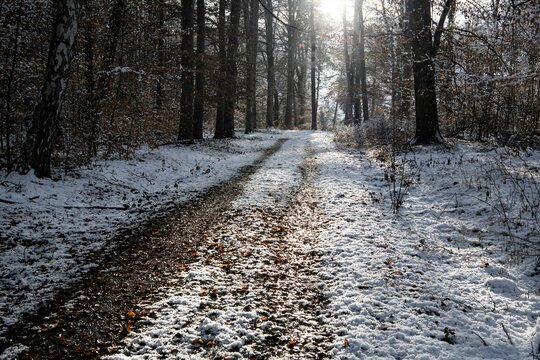 Im Gegenlicht - Ein sch&ouml;ner Forstweg im Sp&auml;therbst im Th&uuml;ringer Wald