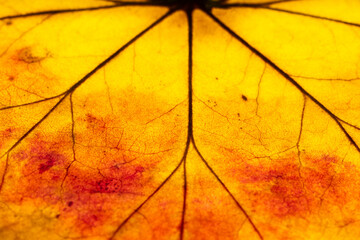 Macro shot of veins and autumn colors inside dried autumn leaf