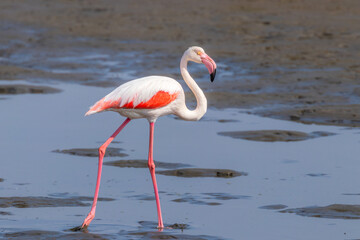 Greater Flamingo ( Phoenicopterus ruber roseus) walking, Walvis bay, Namibia.
