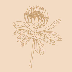 Protea vector illustration