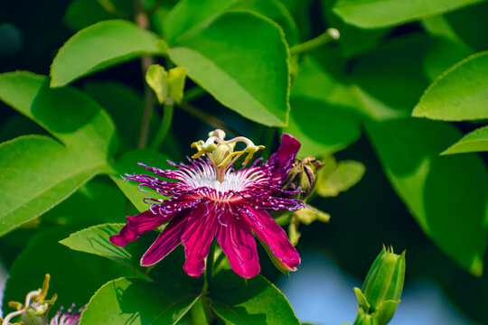 Passiflora racemosa, the red passion flower, is a species of flowering plant in the family Passifloraceae, native to Brazil.