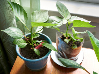Amaranth Plant. Also Amaranthus, Amarant, Amarantos or Pigweed. Young plant amoranth flower in a pot on a table.