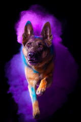 Pastor alemán con polvos holi lila.