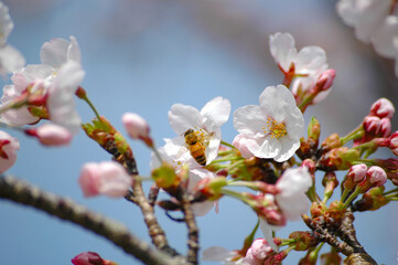 桜とミツバチ