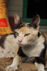 Portrait of a mixed color cat sitting outside