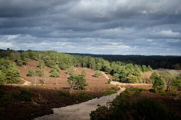A view over heathland on a sunny winterÕs afternoon in Surrey, UK.