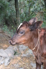Fototapeta premium Portrait of a brown calf