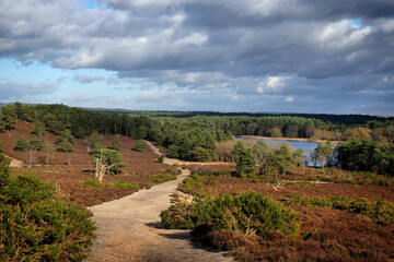 A view over heathland on a sunny winterÕs afternoon in Surrey, UK.