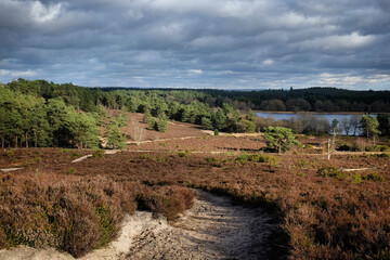 A view over heathland on a sunny winterÕs afternoon in Surrey, UK.