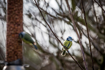 A blue tit perched on a bare tree branch in a Sussex garden