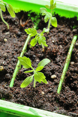 Selective focus, green tomato seedlings in ground of box