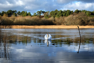 A pair of swans on a calm lake on a sunny winterÕs afternoon in Surrey, UK.