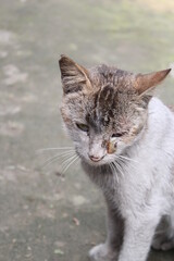 Poor damaged stray cat sitting in the park