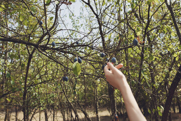 tree branches green leaves nature park summer vacation