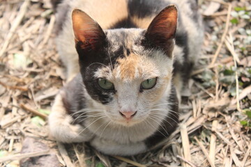 Portrait of a adorable cute kitten